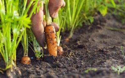 ¿Cómo crear un cultivo de zanahoria?