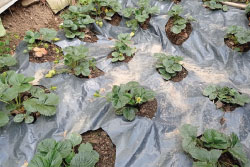Aprende tres formas de hacer fertilizantes orgánicos