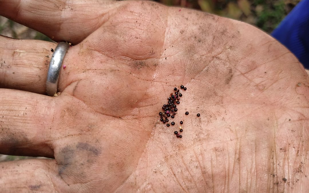Bogotá contará con nueve bancos de semillas para fortalecer la agricultura urbana