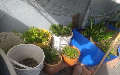 Cultivos en terraza
