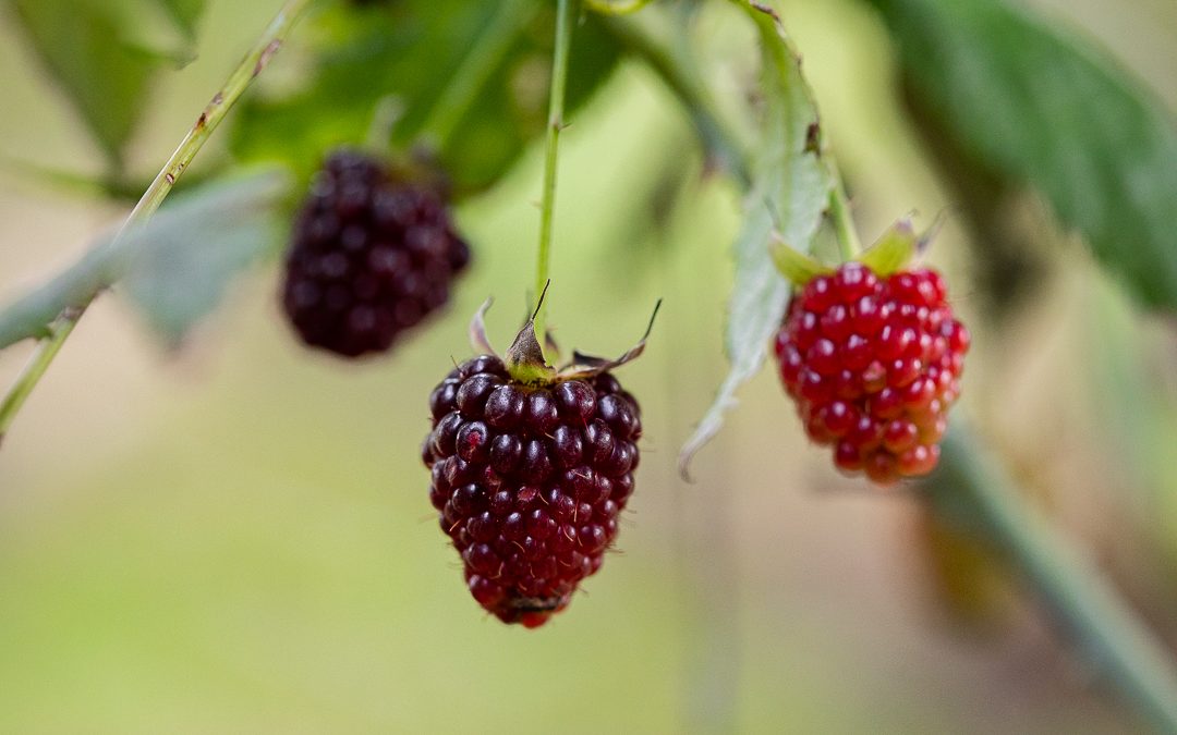 Lista definitiva de frutas que puedes cultivar en una huerta