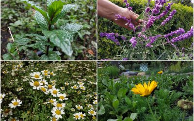 ¡25 plantas medicinales y aromáticas para sanar el cuerpo y el alma!