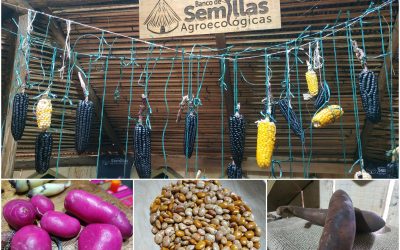¡La red de bancos de semillas agroecológicas de Bogotá!